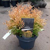 Thuja occ. 'Rheingold'