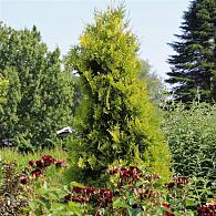 Thuja occ. 'Salland'