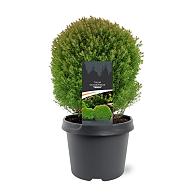 Thuja occ. 'Teddy'