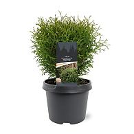 Thuja occ. 'Tiny Tim'