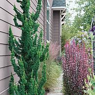 Chamaecyparis l. 'Wissel's Saguaro'