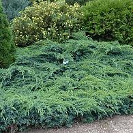 Juniperus squamata 'Blue Swede'