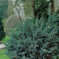 Juniperus squamata 'Meyeri'