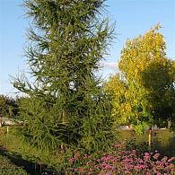 Larix kaempferi