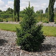 Picea a. 'Will's Zwerg'