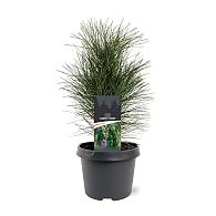 Pinus nigra 'Green Tower'