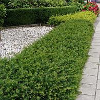 Taxus b. 'Repandens'