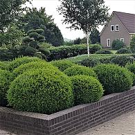 Taxus media 'Groenland'