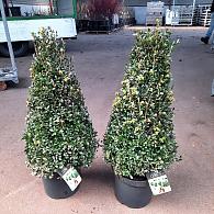 Ilex crenata Luxus Pyramid