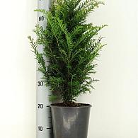 Taxus baccata