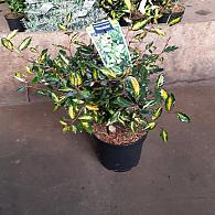 Elaeagnus pungens 'Maculata'