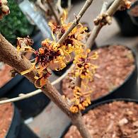 Hamamelis int. 'Orange Beauty'