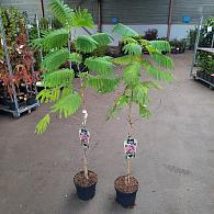 Albizia julibr. Ombrella