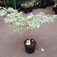 Aralia elata 'Aureovariegata'