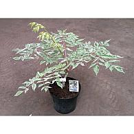 Aralia elata 'Variegata'