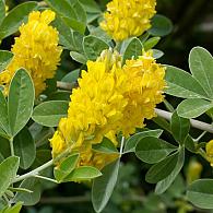 Argyrocytisus battandieri