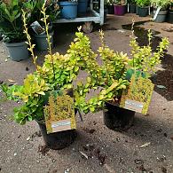 Berberis thunb. 'Maria'