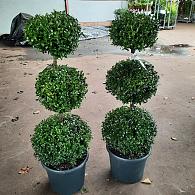 Buxus sempervirens