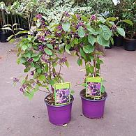 Callicarpa bodinieri 'Profusion'