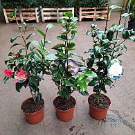 Camellia japonica