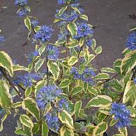 Caryopteris cland. 'Summer Sorbet'