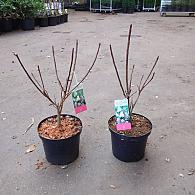 Cotinus cog. 'Young Lady'