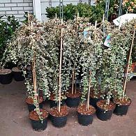 Cotoneaster suec. 'Juliette'