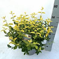 Euonymus jap. Goldmine