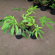 Fatsia jap. 'Green Fingers'