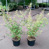 Lespedeza bicolor 'Summer Beauty'