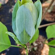 Magnolia 'Blue Baby'