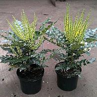 Mahonia media 'Winter Sun'