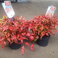 Nandina d. Blush Pink