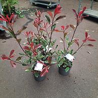 Photinia fraseri Pink Marble