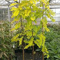 Robinia ps. 'Frisia'