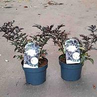 Sambucus nigra 'Black Tower'