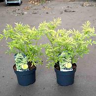 Sambucus nigra 'Golden Tower'