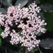 Sambucus nigra 'Thundercloud'