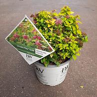 Spiraea jap. 'Double Play Gold'