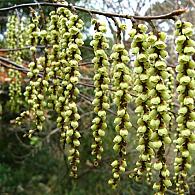 Stachyurus chin. 'Celina'