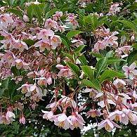 Styrax jap. 'Pink Chimes'