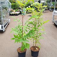 Toona sinensis 'Flamingo'