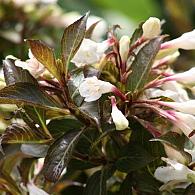 Weigela Black and White