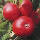 Malus d. 'Discovery'