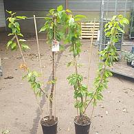 DUO-FRUIT TREES