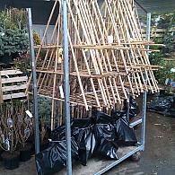 Pyrus communis -Pleached-