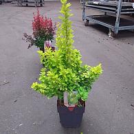 Berberis thunb. 'Golden Rocket'