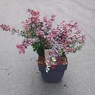 Berberis thunb. 'Inspiration'