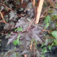 Betula Royal Frost