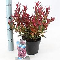 Leucothoe 'Little Flames'